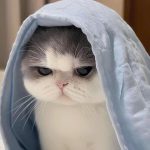 Một Bước Sai, Cả Nhà Đi Tour