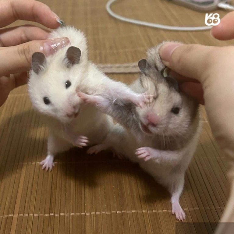 1001 cách xử lý Trà Xanh