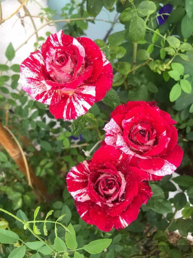 Anh chọn em, em siêu ngọt ngào