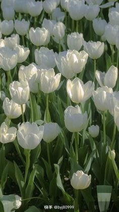 Bạn Cùng Bàn Xuyên Đến Luôn Khiêu Khích Tôi