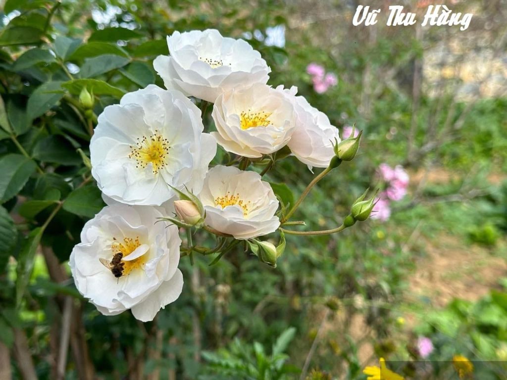 Bạn cùng phòng thảo mai