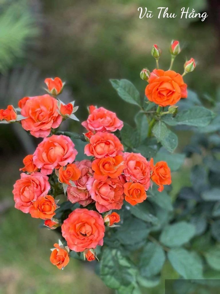 Bay khỏi bầu trời của anh