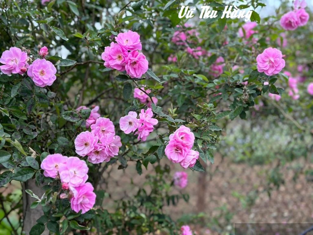 Bổn tọa cùng ngươi đoạn tụ