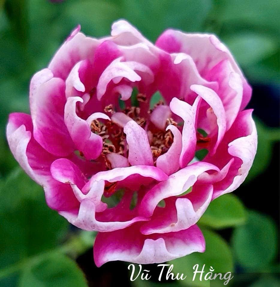 Chỉ còn là quá khứ