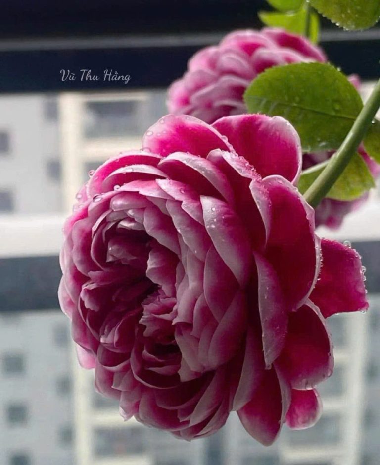 Chị gái sự nghiệp