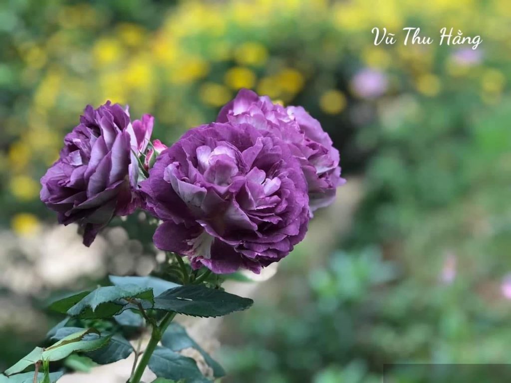 Cô dâu dự phòng