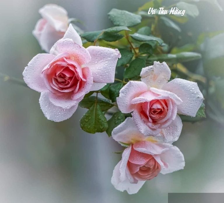 Cô em họ thảo mai