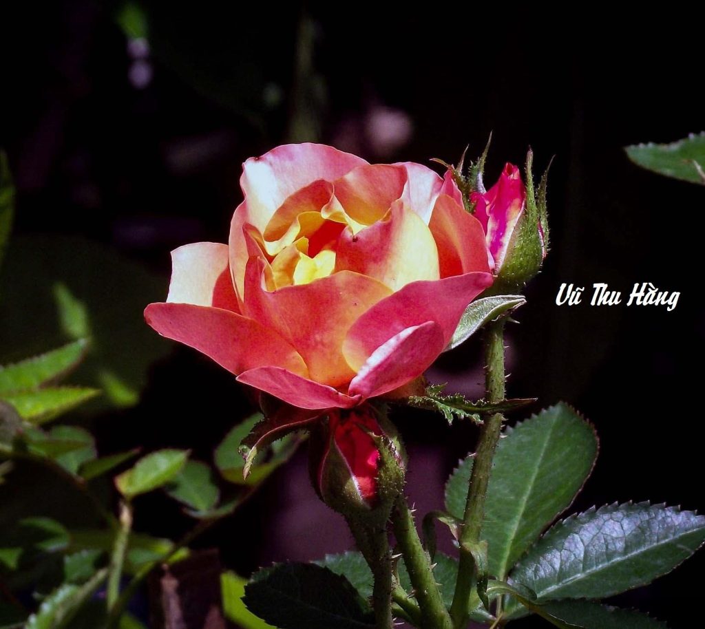 Con gái chó điên của hiệu trưởng