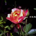 Con gái chó điên của hiệu trưởng