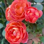 Con trai tôi tìm bố