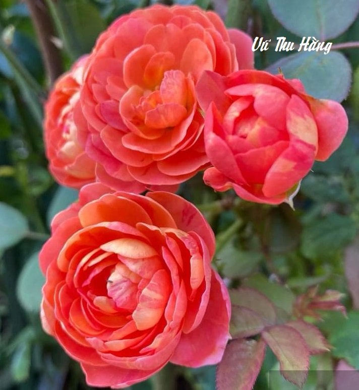 Con trai tôi tìm bố