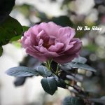 Cung nữ Lâm Bất Cai