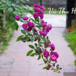 Dành trọn phần đời còn lại ở bên nhau