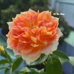 Diệp Diệp Thanh Thanh