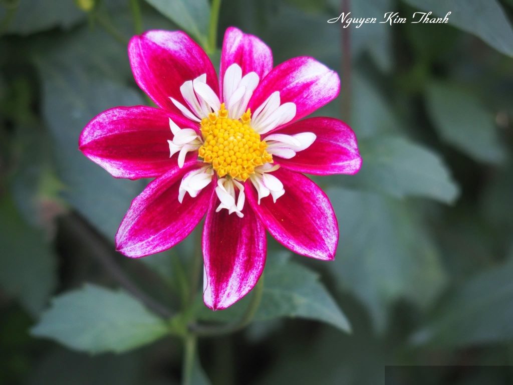 Dưới gốc cây nguyệt lão