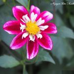 Dưới gốc cây nguyệt lão