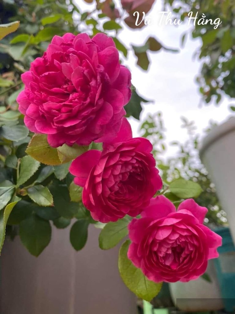 Giáo trình đào mỏ