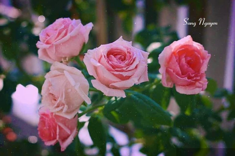 Hãy là người hầu của cô ấy