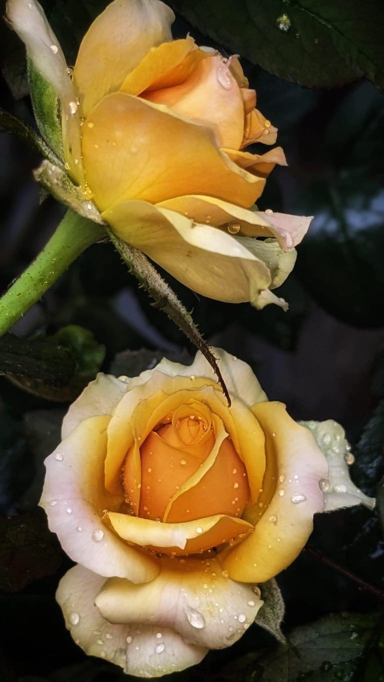 Họa mi ngừng hót