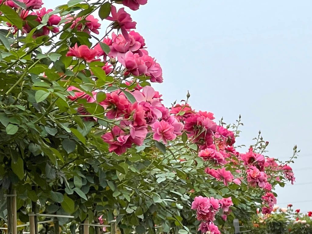 Hoàng đế zô tri