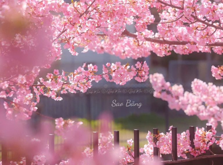 Kẻ bạc tình thích diễn