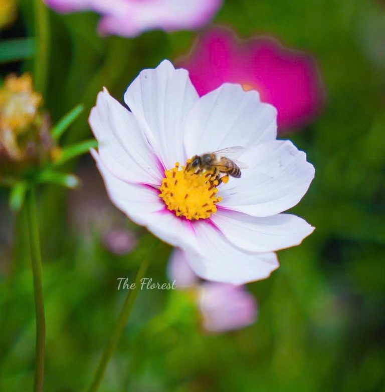 Không phải vợ của anh