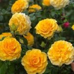 Lấy phải cô vợ lăng loàn