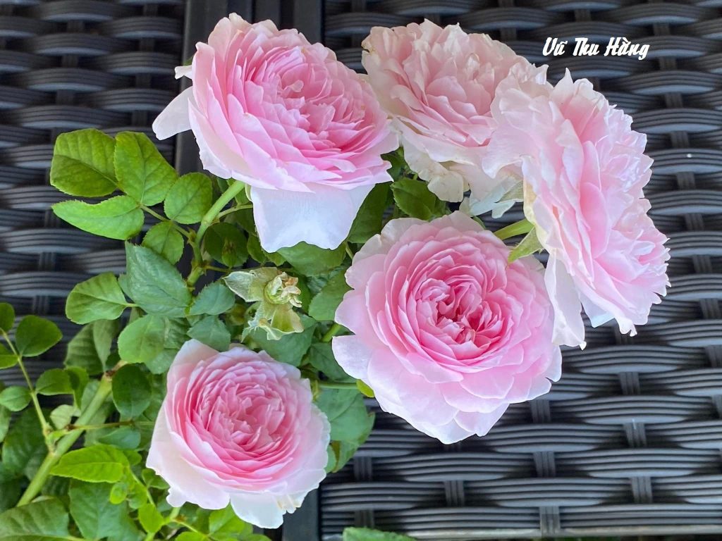 Lòng người đổi thay