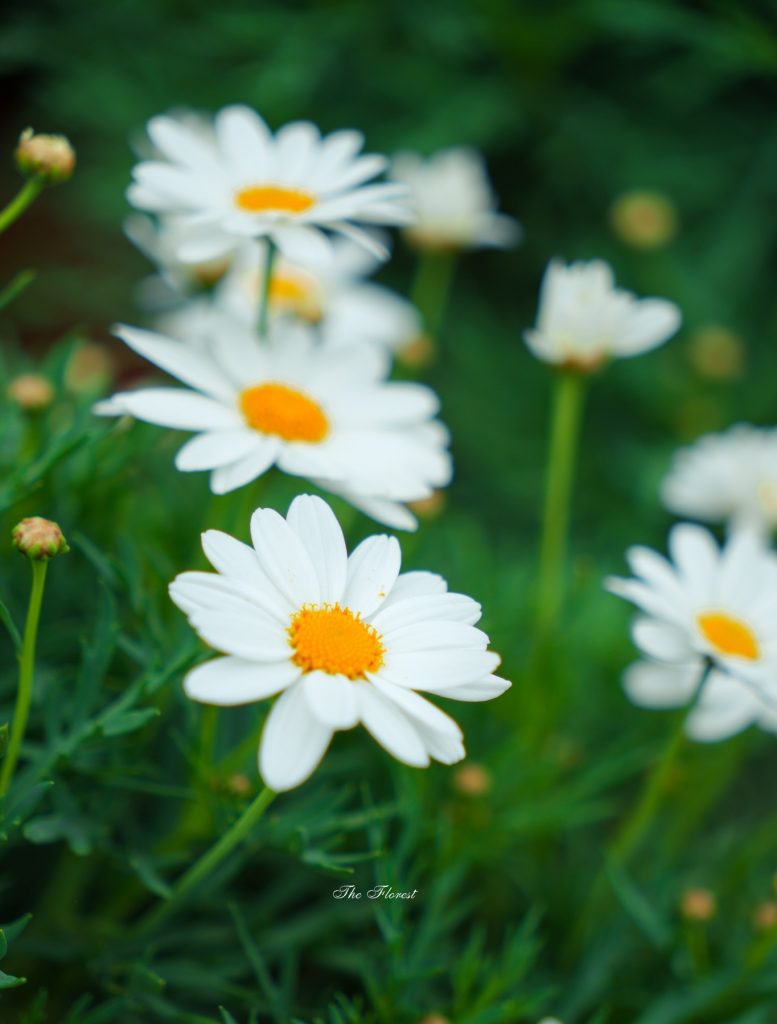 Lương y đạo đức giả