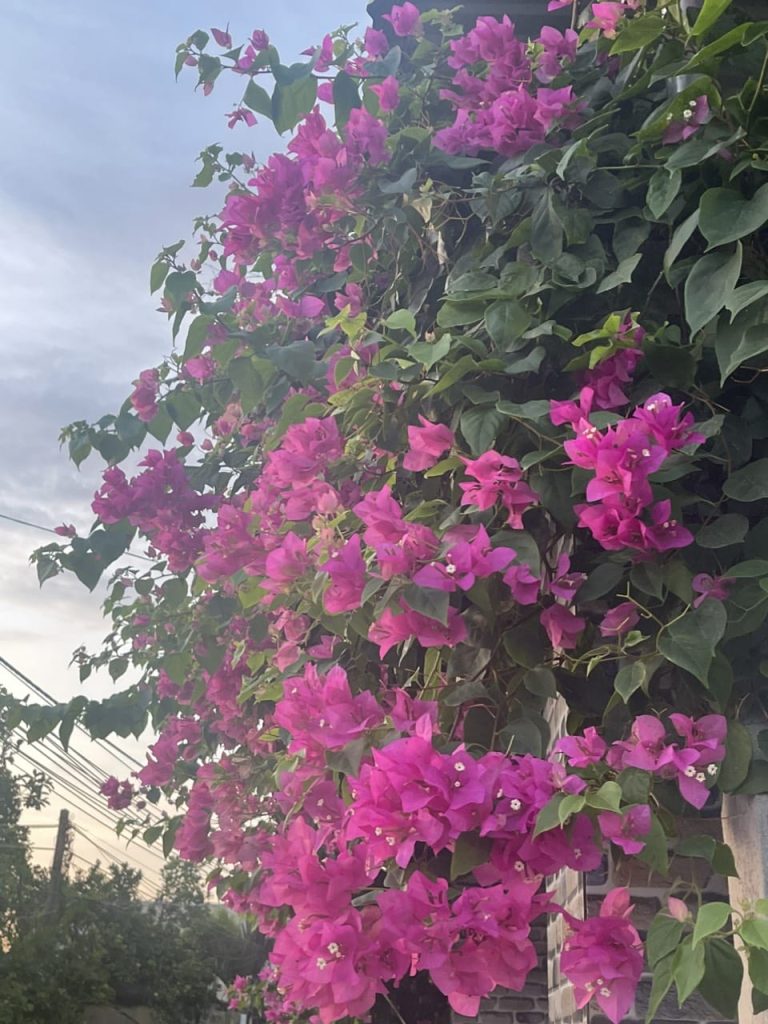 Mẹ chồng “hợm hĩnh”