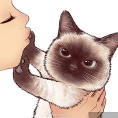 Mèo Không Dễ Chọc