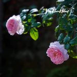 Mối hận truyền kiếp