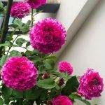 Mối quan hệ kinh tởm