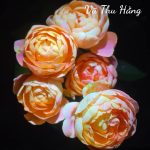 Muốn cả chị lẫn em