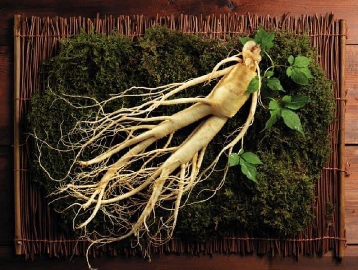 Nhặt được cây nhân sâm tinh