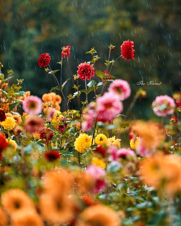 Nữ thương nhân Khương Chỉ