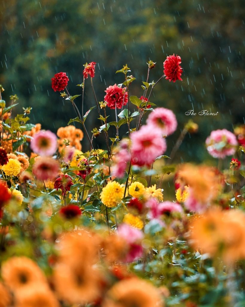 Nữ thương nhân Khương Chỉ