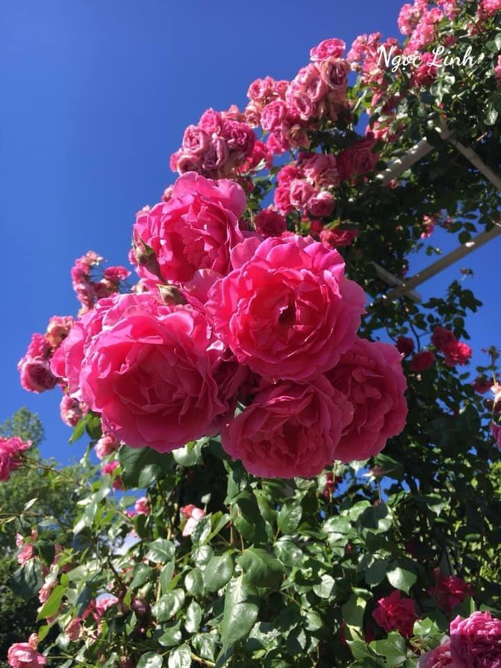 Phịch thủ đào mỏ