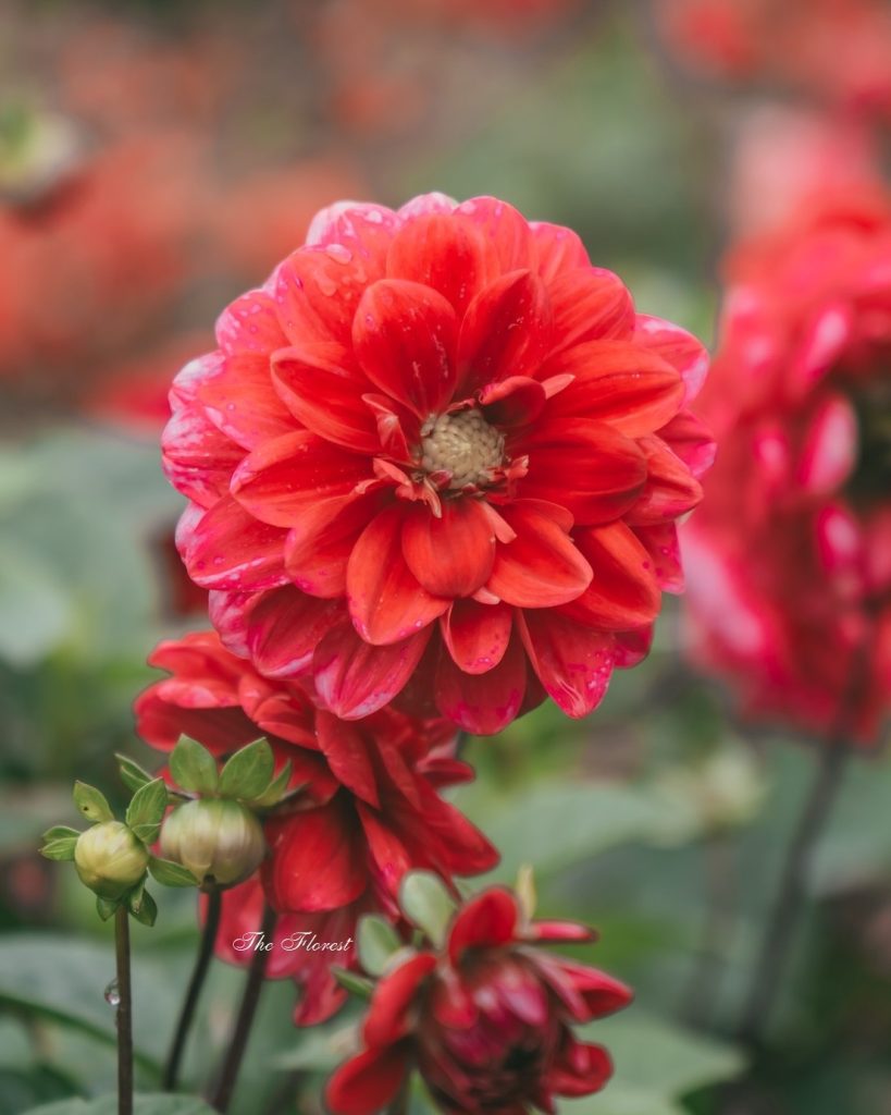 Sự phản bội kép