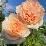 Ta sẽ tới tìm nàng