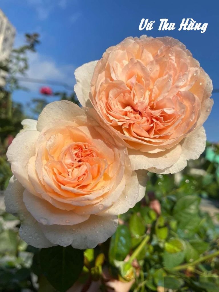 Ta sẽ tới tìm nàng