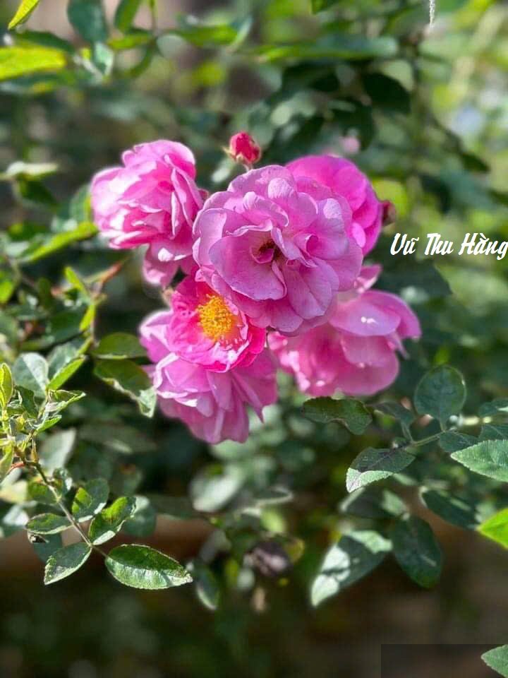 Thê tử của Dục Vương