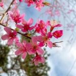 Tình yêu thứ hai