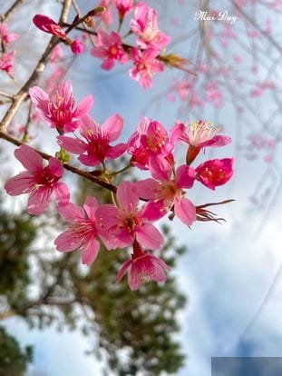 Tình yêu thứ hai