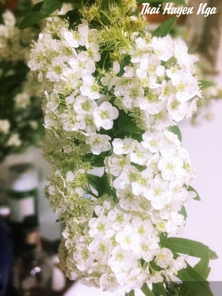 Trở thành con gái đại gia