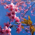 Vị phò mã áo đỏ